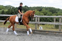 Borasco : Buddenbrock x Wittinger x Cavalier 2010 Chestnut filly